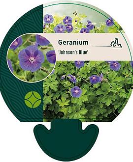 Geranium 'Johnson's Blue' Pot 9 cm