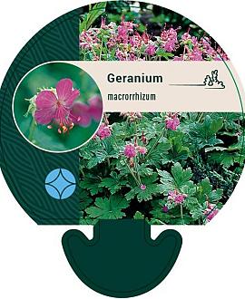 Geranium macrorrhizum Pot 9 cm