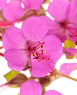 Geranium macrorrhizum Pot 9 cm