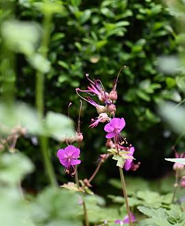 Geranium macr. 'Bevan's Variety' Pot 9 cm