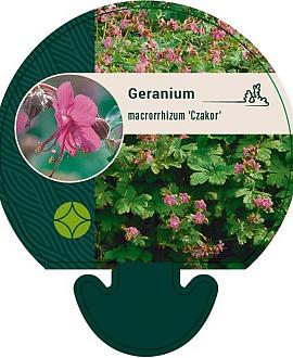 Geranium macr. 'Czakor' Pot 9 cm