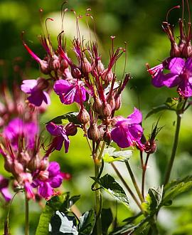Geranium macr. 'Czakor' Pot 9 cm