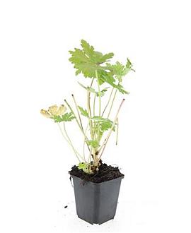 Geranium macr. 'Ingwersen's Var.' Pot 9 cm