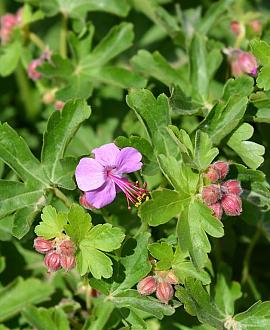 Geranium macr. 'Ingwersen's Var.' Pot 9 cm