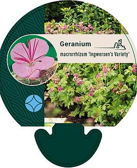 Geranium macr. 'Ingwersen's Var.' Pot 9 cm