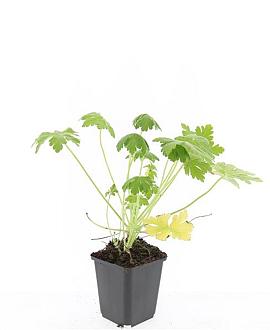 Geranium macr. 'Spessart' Pot 9 cm