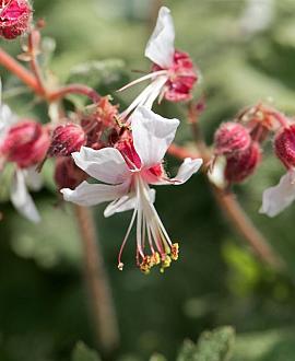 Geranium macr. 'Spessart' Pot 9 cm