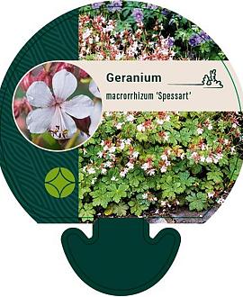 Geranium macr. 'Spessart' Pot 9 cm