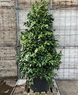Camellia japonica Pot 110 liter 200 - 250 cm