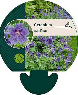Geranium magnificum Pot 9 cm