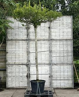 Carpinus betulus (Stamomtrek 25-30 cm) Dakvorm