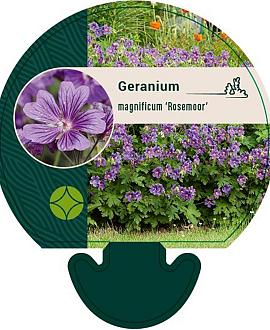 Geranium magnificum 'Rosemoor' Pot 9 cm