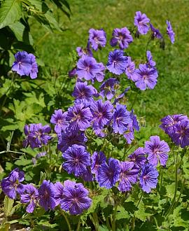 Geranium magnificum 'Rosemoor' Pot 9 cm