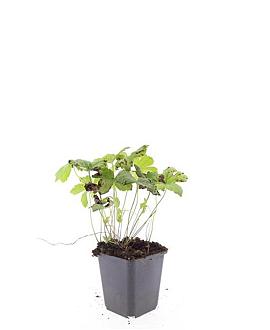 Geranium nodosum Pot 9 cm