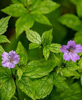 Geranium nodosum Pot 9 cm