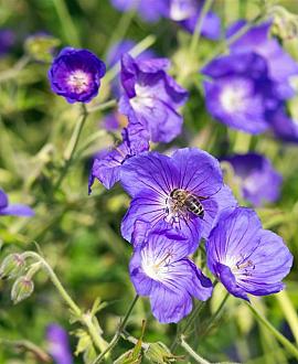 Geranium 'Orion' Pot 9 cm