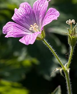 Geranium ox. 'Claridge Druce' Pot 9 cm