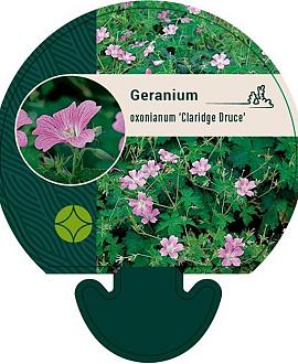 Geranium ox. 'Claridge Druce' Pot 9 cm