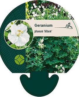 Geranium ph. 'Album' Pot 9 cm
