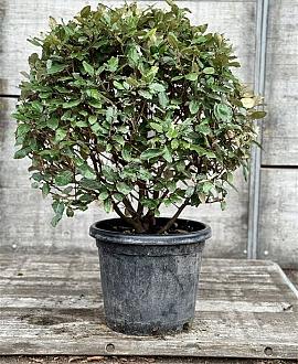 Elaeagnus ebb. 'Compacta' Bolvorm 60-70 cm