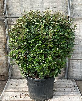 Elaeagnus ebb. 'Compacta' Bolvorm 80-90cm