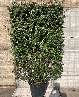 Elaeagnus ebb. 'Compacta' Scherm 130x200 (BxH)