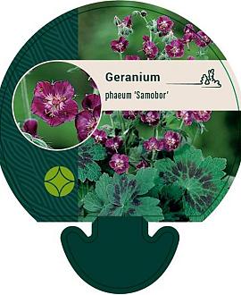 Geranium ph. 'Samobor' Pot 9 cm