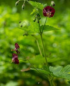 Geranium ph. 'Samobor' Pot 9 cm
