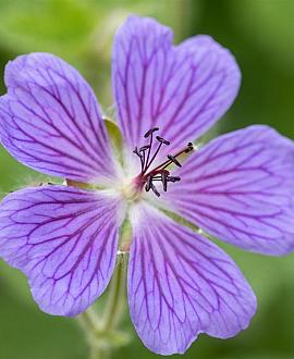 Geranium 'Philippe Vapelle' Pot 9 cm