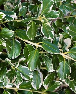 Euonymus jap. 'Kathy' Pot 7,5 Liter stam 90 cm