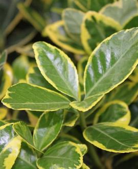 Euonymus jap. Marieke Pot 7,5 Liter stam 90 cm