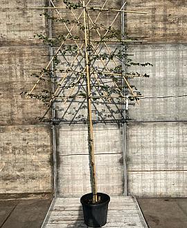 Fagus sylvatica stam 150 cm Leivorm