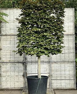 Fagus syl. 'Atropunicea' Stam 130 cm (Stamomtrek 25-30 cm) Leivorm 150x200 (BxH) 