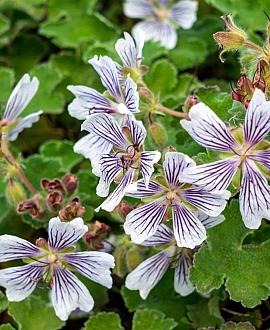 Geranium renardii Pot 9 cm