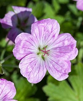 Geranium rivers. 'Mavis Simpson' Pot 9 cm