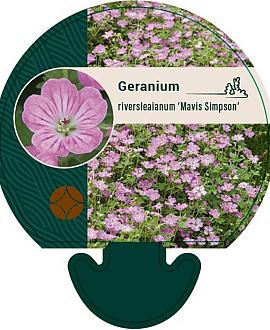 Geranium rivers. 'Mavis Simpson' Pot 9 cm