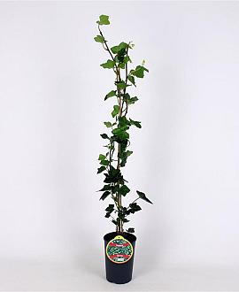 Hedera hibernica Pot 2 Liter80 - 100 cm