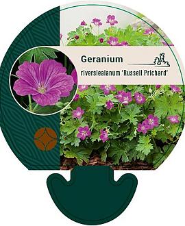 Geranium rivers. 'Russell Prichard' Pot 9 cm