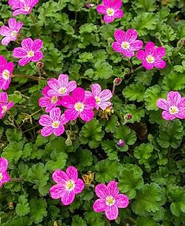 Geranium rivers. 'Russell Prichard' Pot 9 cm
