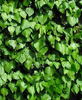 Hedera hibernica Pot 4 Liter 175 - 200 cm