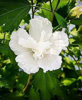 Hibiscus s. 'White Pillar' Pot 110 liter 200 - 250 cm