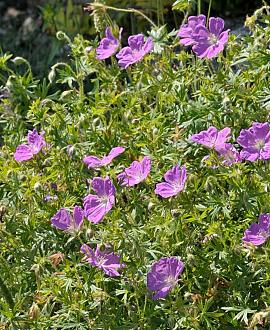 Geranium sanguineum Pot 9 cm