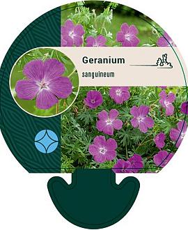 Geranium sanguineum Pot 9 cm