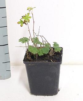 Geranium sanguineum Pot 9 cm