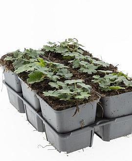 Geranium sang. 'Max Frei' Pot 9 cm