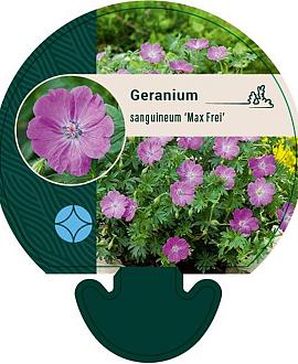 Geranium sang. 'Max Frei' Pot 9 cm