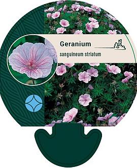 Geranium sanguineum striatum Pot 9 cm