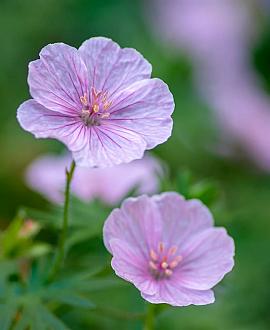 Geranium sanguineum striatum Pot 9 cm