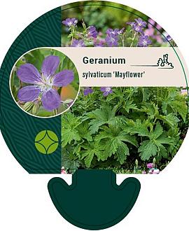 Geranium sylv. 'Mayflower' Pot 9 cm