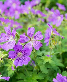 Geranium sylv. 'Mayflower' Pot 9 cm